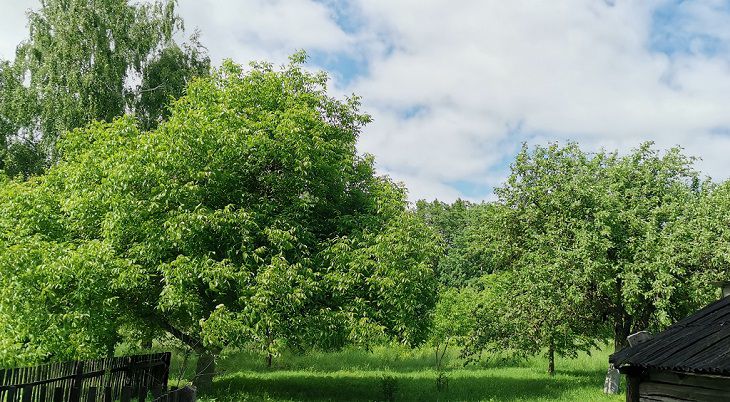 Почему опытные садоводы вешают пакеты с водой на деревья: и вы будете так делать деревья