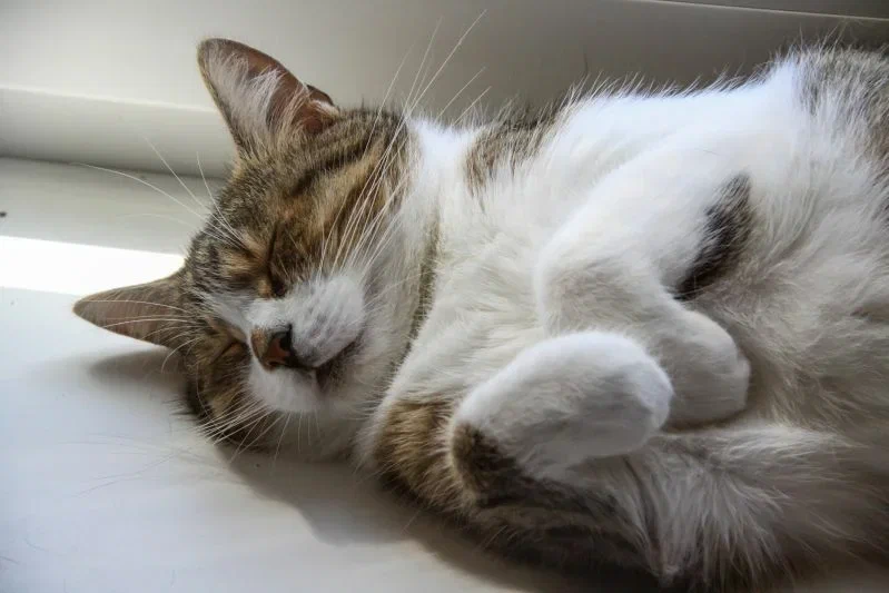 Что помогает кошкам выжить при падении из окна: физик построил специальную модель Кошка