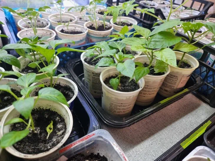 Назван самый простой способ посева семян томатов и перцев на рассаду Рассада