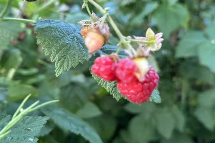 Все агрономы выращивают ремонтантную малину так: ягоды весят по 7 грамм Малина