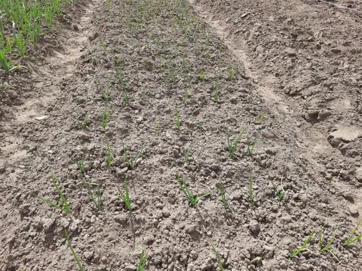 Этой самодельной подкормке проигрывают покупные удобрения: грядки шокируют урожаем Огород