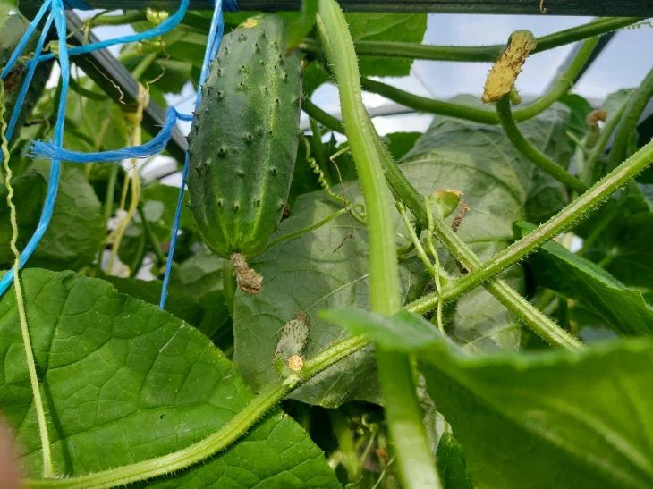 Перекись водорода для огурцов: почему соседи собирают урожай в 2 раза больше? Огород