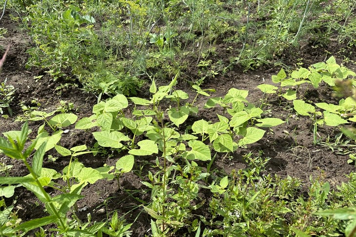 Немецкий способ посадки, который избавит вас от сорняков навсегда. Садоводы удивлены хитростью сорняки