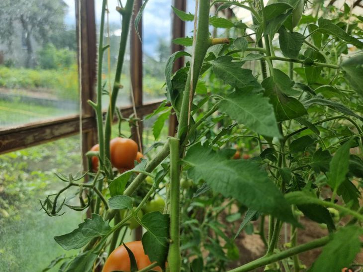 Почему нельзя выбрасывать томатную ботву. Посмотрите, что с ней делают опытные дачники помидоры