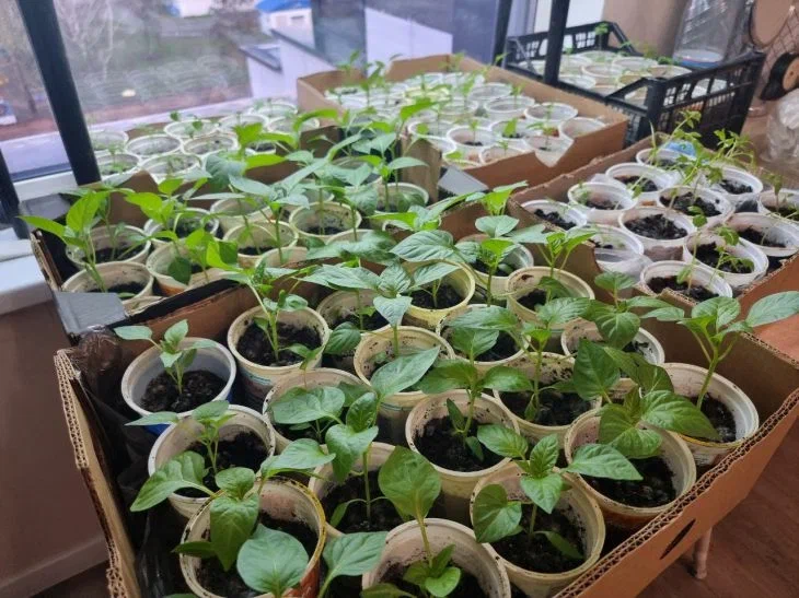 Найти и обезвредить: главные враги домашней рассады и методы борьбы с ними Рассада