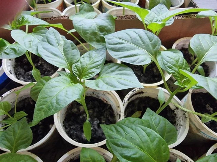 Невероятный рывок рассады: как микроэлемент из аптеки превратит перцы и томаты в гигантов Рассада