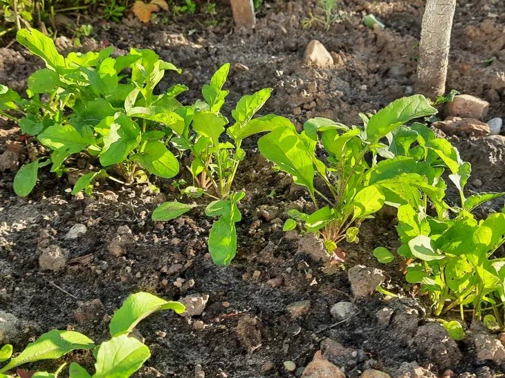 Бывший агроном из СССР рассказал, как удвоить урожай без химии. Метод запрещали 50 лет Растения