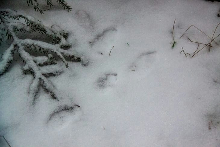 Какой сегодня праздник: 6 февраля 2025 года Снег