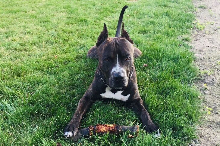 Собака готовится к атаке: как это понять собака