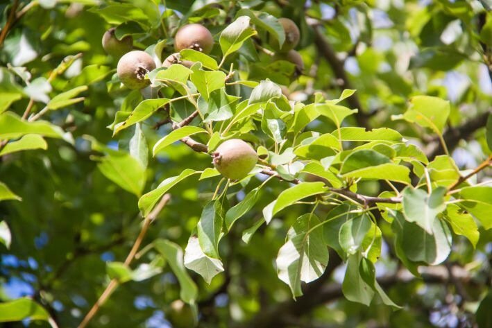 Чем подкормить плодовые деревья и кусты весной: названо лучшее удобрение Груши