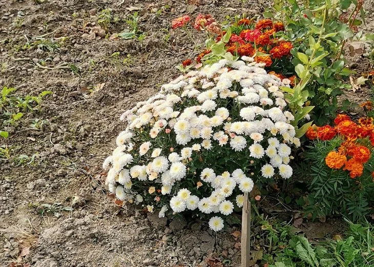 Как оживить дачу за выходные: трюки, которые работают даже у ленивых Клумба