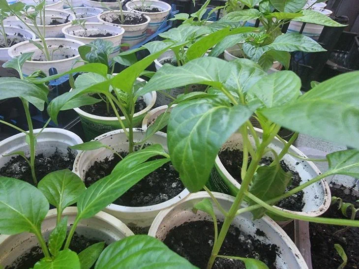 Трюк с рассадой, котором знают только избранные: вырастите овощи на две недели раньше соседей Рассада