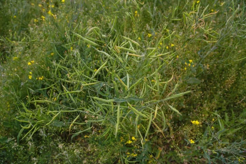 Растительность