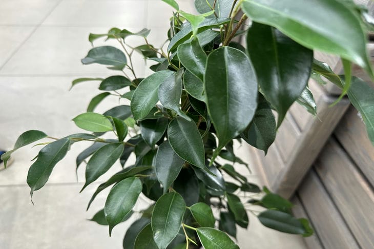 Как зонировать комнату без перегородок: необычный лайфхак с растениями фикус