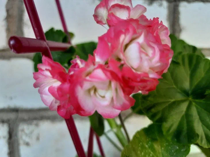 Герань зацветет буйным цветом: необычная подкормка, о которой вы не знали Герань