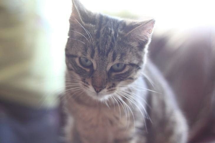 Кот-полуночник больше не разбудит: 3 лайфхака для спокойной ночи Кошка