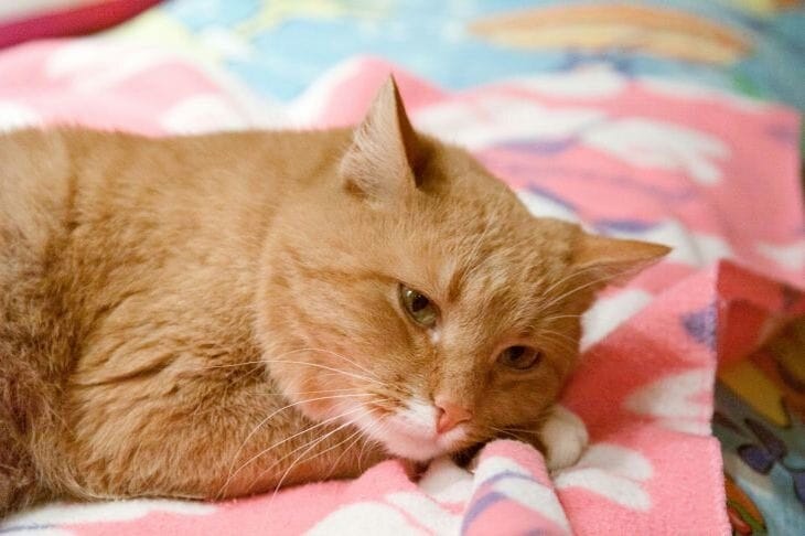 Бывает ли у кошек депрессия: неожиданное открытие Кот