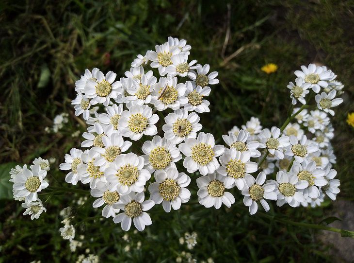 Это красивое и неприхотливое растение станет настоящей жемчужиной вашего сада. Все лето соседи завидовать будут растение