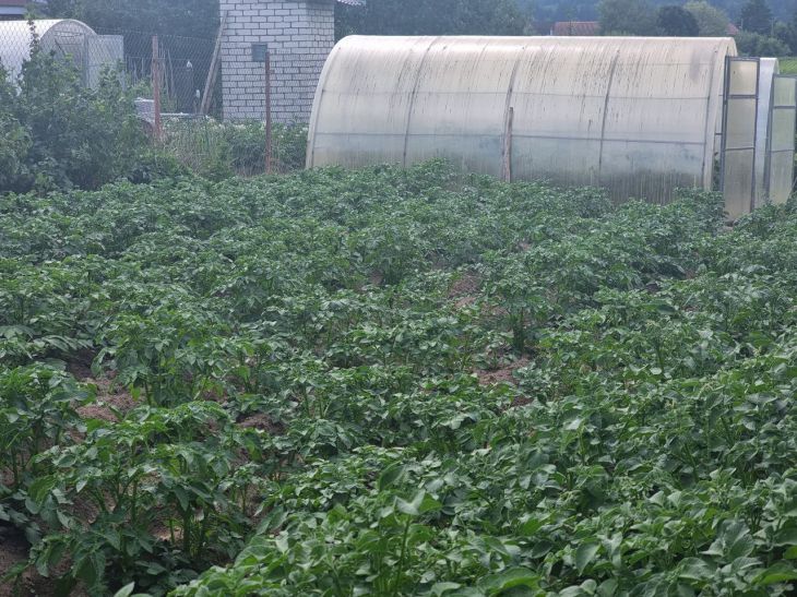 Как капельный полив увеличит урожай на 40 %: секрет, о котором молчат агрономы огород