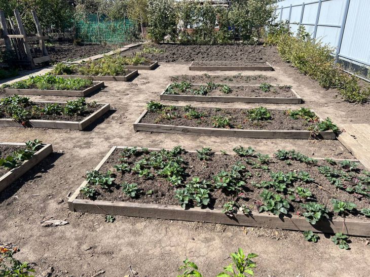 Ничего не сажайте в этот день: лунный календарь огородника с 10 по 16 марта огород