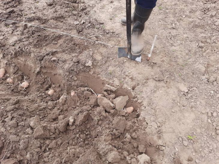 Как pH грунта влияет на урожай: простой тест, который спасет ваши грядки почва