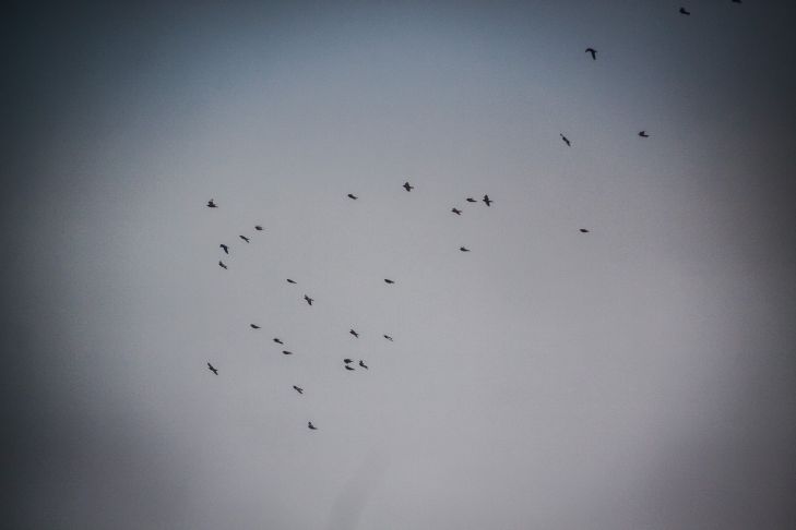 Птица, которая летает 10 месяцев без остановки: как она не падает птицы