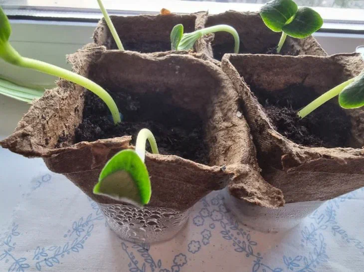 Черная ножка на рассаде: как не остаться без урожая из-за одного промаха Рассада