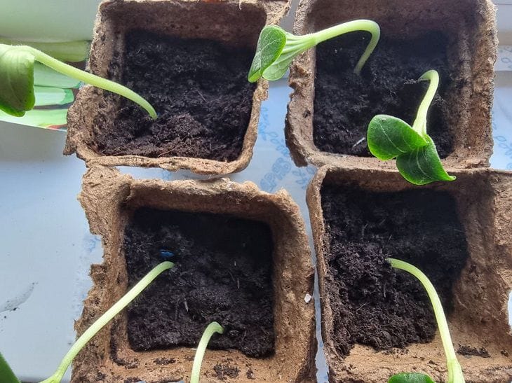 Вырастите рассаду за 10 дней? Но только если не совершите эту роковую ошибку рассада