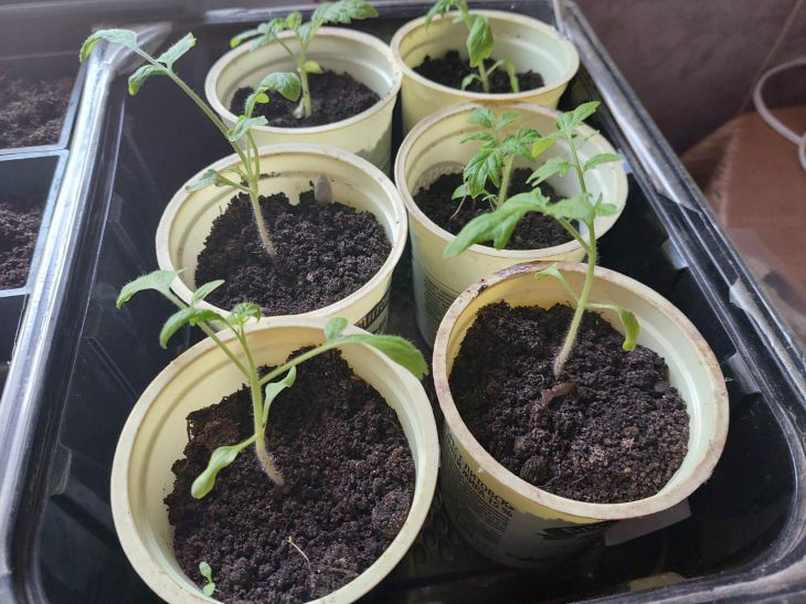 Весенняя ошибка, которая губит рассаду: 90 % дачников делают это неправильно рассада