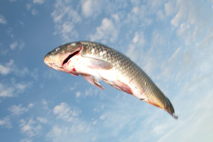 Где дождь идет из рыб: местные считают это нормой, и вот почему рыба