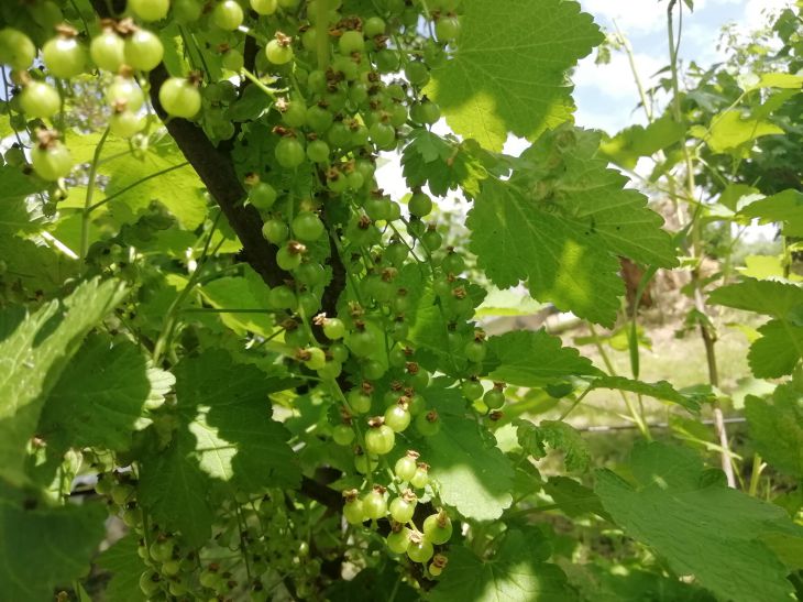 Как правильная обрезка смородины в апреле увеличит урожайность на 70 %: дачникам на заметку смородина