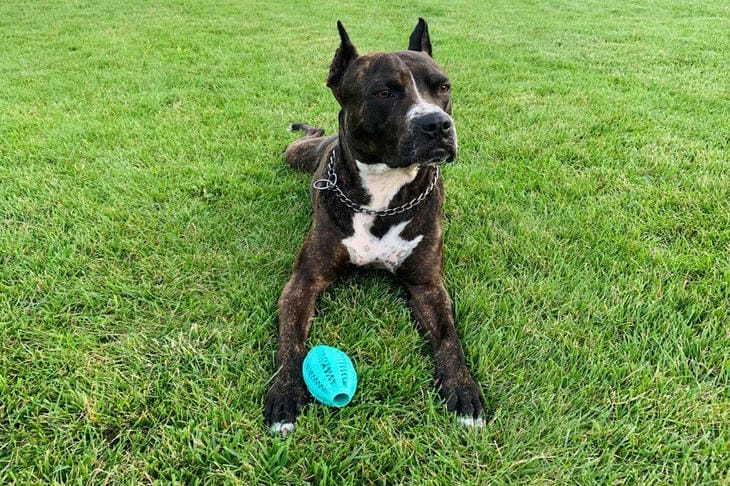 Ваша собака ест траву? Скрытая угроза, о которой вы не догадываетесь собака