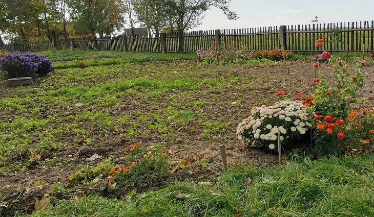 Ваш огород вызовет зависть соседей: малоизвестные приемы огород