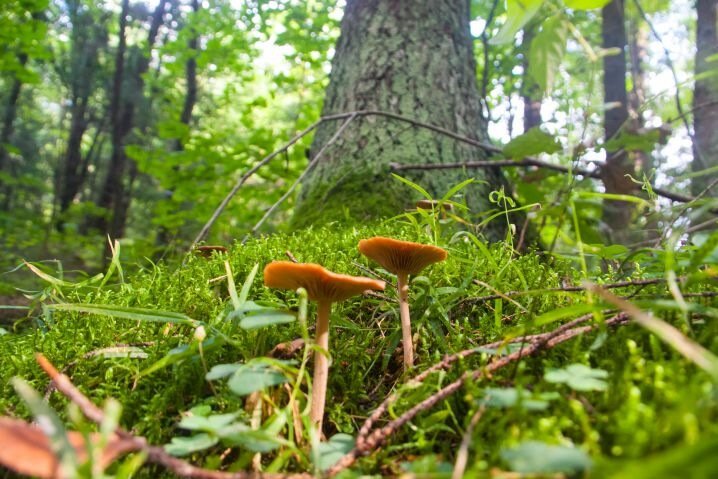 Белорусам рассказали о ситуации с радиоактивным загрязнением лесов Грибы