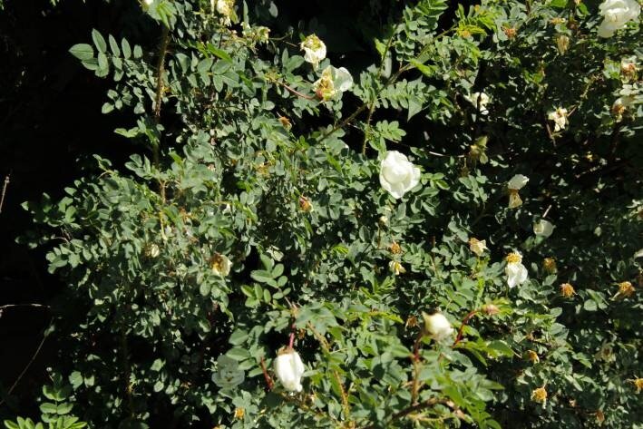 Живая изгородь за копейки: как создать идеальный забор за один сезон Шиповник