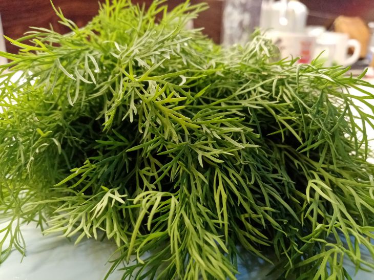 Микрозелень за 7 дней: суперфуд, который растет у вас на подоконнике Укроп