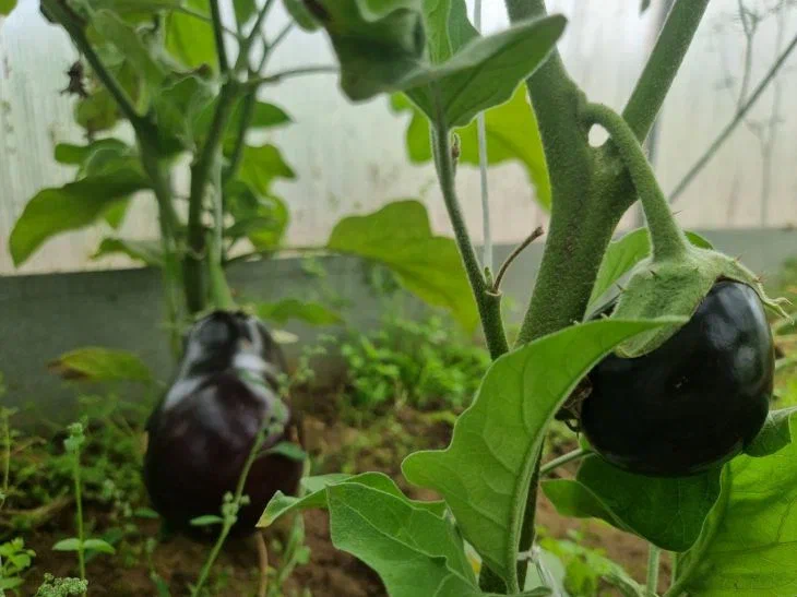 Многие огородники сталкиваются с проблемой слабой рассады баклажанов: как исправить ошибки на ранних этапах Баклажаны