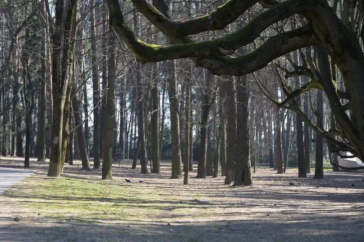 Какой сегодня праздник: 12 апреля 2025 года Деревья