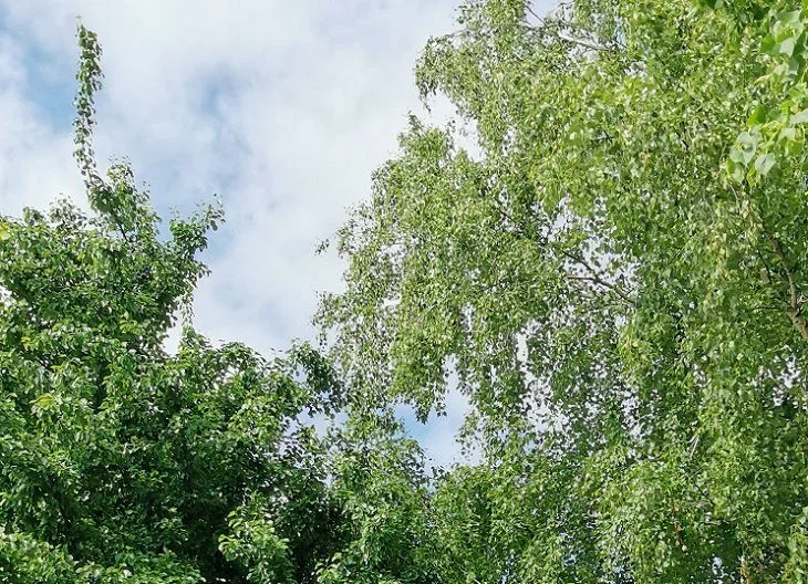 Три дерева, которые защитят ваш дом от бед: что точно нужно посадить на своем участке Деревья