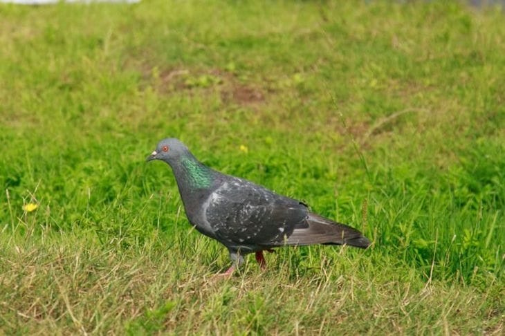 Как отпугнуть голубей от своего двора: надежный способ защиты дома и сада Голубь