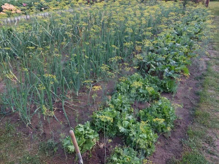 Лук вырастет большим и здоровым: простые хитрости при подготовке грядок для впечатляющих результатов Грядки