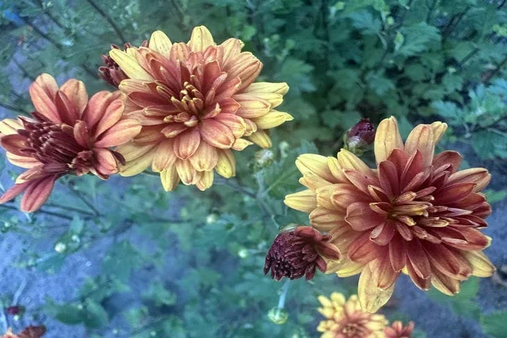 Зеленые защитники: какие растения избавят сад от клопов Хризантемы