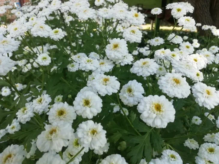 Хризантемы