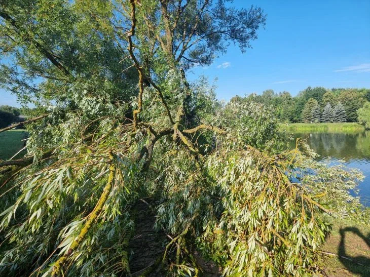 Как приготовить ивовую воду: подробная инструкция для новичков Ива