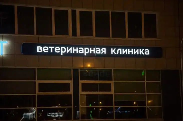 Как побороть боязнь ветеринаров: советы не для животных, а для их хозяев Ветеринарная клиника