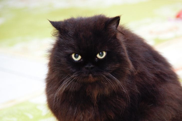 ОНИ видят вас иначе: как кошки и собаки на самом деле воспринимают своих хозяев кот