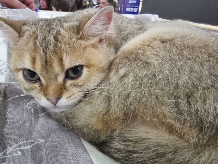 Ваша кошка видит невидимое: как она предсказывает погоду за секунды до шторма кот