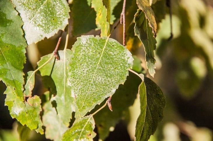 4 приема, против которых тля бессильна: ни один из них не требует применения «химии» Листья