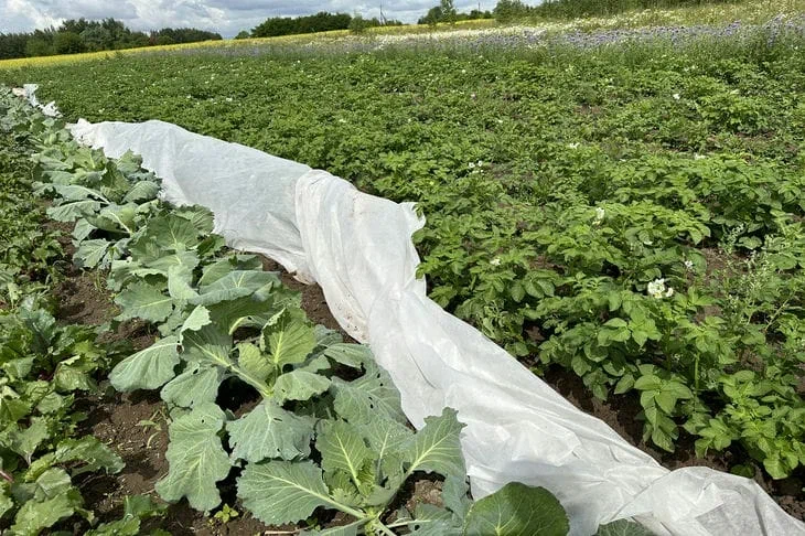 Почему не все дачники используют агроволокно как средство от сорняков: они кое-что знают Огород