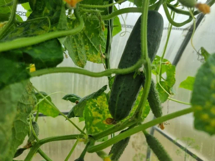 Почему у рассады огурцов закручиваются листья: когда есть повод для беспокойства, а когда волноваться не стоит Огурцы